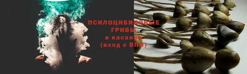 где можно купить   Гдов  Галлюциногенные грибы Psilocybe 